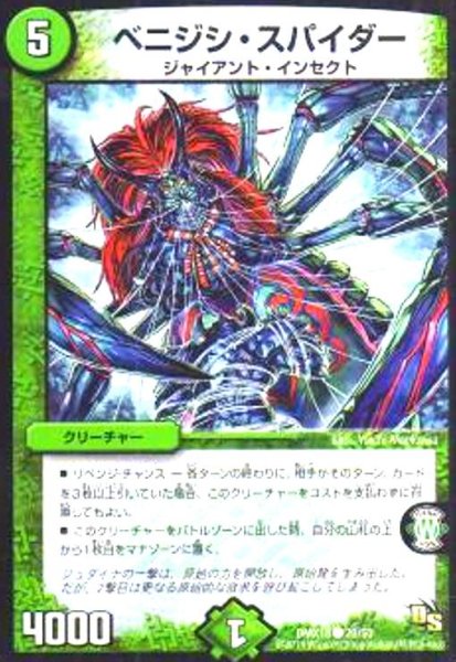 画像1: ベニジシ・スパイダー (1)